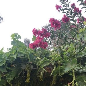 Meet your Posher, Esmeralda